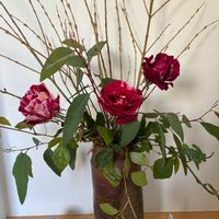 薔薇 ギーサヴォア,バラ・切り花の画像