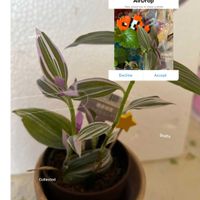 ダイソー産,多肉好きな人と繋がりたい,横浜タニラー,バラと夢CLUB,夜なべっこの画像