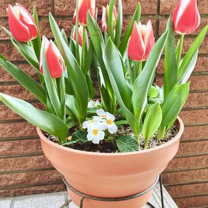 チューリップ,球根植物,可愛い,花のある暮らし,華やかの画像