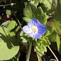 オオイヌノフグリ,タンポポ,小花好きの画像