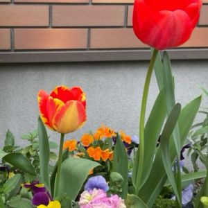 自然観察,玄関アプローチ,庭の画像