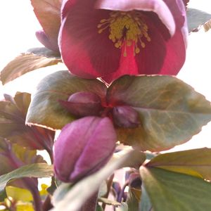 クリスマスローズ,花のある暮らし,花好きさんと繋がりたい,原種系交配種,庭の画像