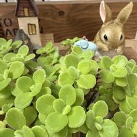 アロマテイカス,アロマテイカス,ハーブ,多肉質の葉っぱ,いつも、いいね❤をありがとうございます‼の画像