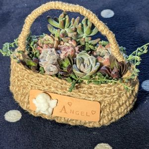 多肉寄せ植え,石の日,ミッチの会,毎月13日と14日は葉挿しの日,白い水曜日♡の画像