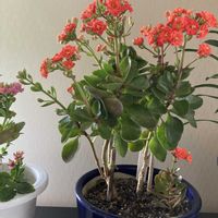 カランコエの画像