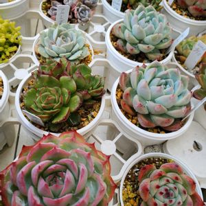 桃太郎,サブセシリス,ファイヤーリップ,氷山,フルールブランの画像