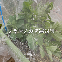 植物のある暮らし,プランター栽培,自然のある暮らし,家庭菜園奮闘日記,自然暮らしの画像