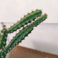 サボテン,アポロカクタス  マルソニー,観葉植物,インドアグリーン,葉っぱ好きの画像