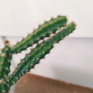 サボテン,アポロカクタス  マルソニー,観葉植物,インドアグリーン,葉っぱ好きの画像