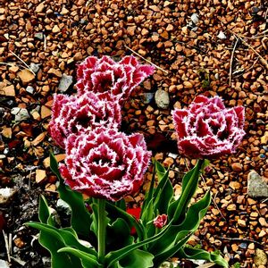 チューリップ,花のある暮らし,友人宅,今日のお花,出先の画像