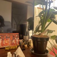 グリーンネックレス,サンスベリア,モンステラ,フィカス バーガンディ,多肉植物の画像