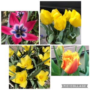チューリップ,かわいい,花のある暮らし,過去pic,今日のお花の画像
