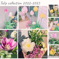 チューリップ,ベランダガーデン,ガーデニング,今日のお花,バルコニー/ベランダの画像