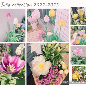 チューリップ,ベランダガーデン,ガーデニング,今日のお花,バルコニー/ベランダの画像