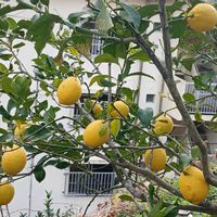 おうち園芸,小さな庭,家庭菜園,庭の画像