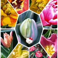 チューリップ,秋植え球根,プランター栽培,今日のお花,小さな庭の画像