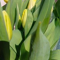 チューリップ,ガジュマル,胡蝶蘭,デンドロビューム,アボカド鉢植えの画像