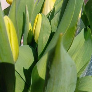 チューリップ,ガジュマル,胡蝶蘭,デンドロビューム,アボカド鉢植えの画像