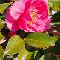 サザンカの画像