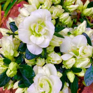 アザレア 越の淡雪,アザレア　越しの淡雪,花のある暮らし,GSに感謝。,わんこと暮らすの画像