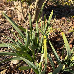 スイセン,球根植物,花のある暮らし,花のある生活,キュンキュン乙女倶楽部の画像