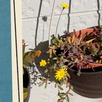 サザンカ,ルビーネックレス,石の日,白い水曜日♡の画像