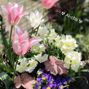 キンギョソウ,チューリップ,ハボタン,ビオラ,ヒューケラの画像
