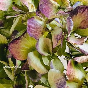 アジサイアンティークグリーン,植物のある暮らし,植物の生命力,アンティークグリーン,キッチンの画像