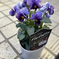 葉牡丹,ビオラ・ヌーヴェルヴァーグ,寄せ植え,ビオラ・ファルファリア,雪降る前の写真の画像