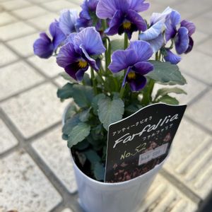 葉牡丹,ビオラ・ヌーヴェルヴァーグ,寄せ植え,ビオラ・ファルファリア,雪降る前の写真の画像