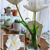 チューリップ,ハオルチア,ハオルチア オブツーサ,ハオルチア 宝草,ハオルチア  青雲の舞の画像