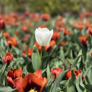 チューリップ,パンジー,ユーフォルビア属,原種チューリップ,ミ二バラの画像