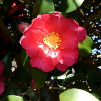 サザンカの画像