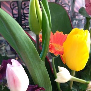 チューリップ,チューリップ,春の花,鉢植え,フラワーアレンジメントの画像