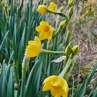 スイセンの画像