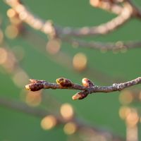 サザンカ,河津桜,富士山,植中毒,ミラーレス一眼の画像