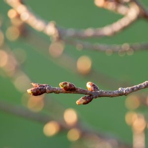 サザンカ,河津桜,富士山,植中毒,ミラーレス一眼の画像