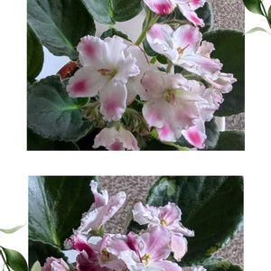 リビングルーム,セントポーリア♡の画像