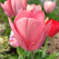 八重咲きチューリップ,八重咲きチューリップ,八重咲きチューリップ,八重咲きチューリップ,チューリップ・イエローポンポネット の画像