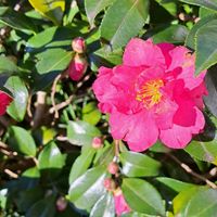 サザンカ,サザンカ,花散歩,復興祈願,花友さんに感謝の画像