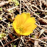 フクジュソウ,山野草,キンポウゲ科,スプリングエフェメラル,植栽の画像