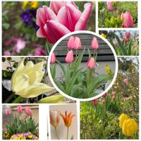 チューリップ,花のある暮らし,今日のお花,外出先,とにかくGS 楽しもう！の画像