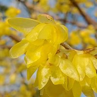 ロウバイ,今日のお花,馬見丘陵公園,素心蝋梅,ビタミンカラー♡の画像