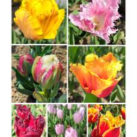 チューリップ,春の花,地植え,かわいい花,春の景色の画像