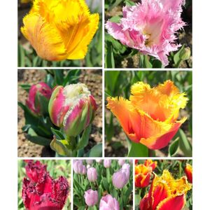 チューリップ,春の花,地植え,かわいい花,春の景色の画像