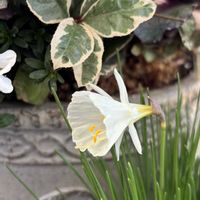 原種系 スイセン,ありがとう♡,繋がりに感謝✨,よい 1日を,しあわせ運べるようにの画像