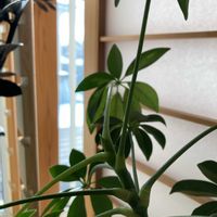 シェフレラ,コルジリネ パープルコンパクタ,観葉植物,ウコギ科,シェフレラ属の画像