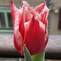 チューリップ,いつもありがとう♡,今日のお花,花日記,❄️冬にまけるな❄️の画像