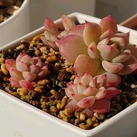 ヒポエステス,リトルビューティー,マリア,多肉植物,紅葉する多肉の画像