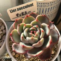 ティモシー,ベランダの画像